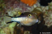 Canthigaster rostrata Canthigaster des caraibes-Bonaire Buddy reef-29m-20120217-Denis-ADER-DSC_6225_tn